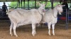 2 X SAANEN DOE MLK LIVESTOCK (Pay per animal to take the lot)