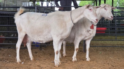 2 X SAANEN DOE MLK LIVESTOCK (Pay per animal to take the lot)
