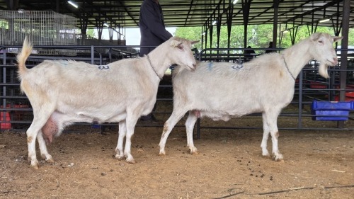 2 X SAANEN DOE MLK LIVESTOCK (Pay per animal to take the lot)