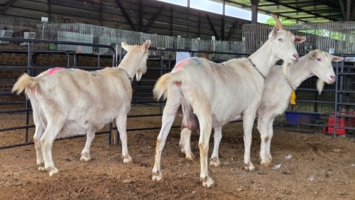 3 X SAANEN DOE MLK LIVESTOCK (Pay per animal to take the lot)