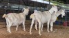 3 X SAANEN DOE MLK LIVESTOCK (Pay per animal to take the lot)