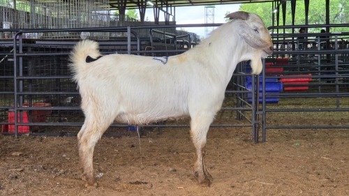 1 X SAVANNA BUCK PAUL PIENNAAR