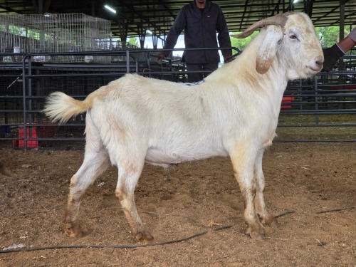 1 X SAVANNA BUCK PAUL PIENNAAR