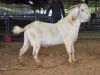 1 X SAVANNA BUCK PAUL PIENNAAR