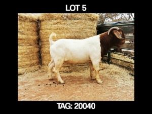 1 X BOERBOK RAM MYL 50 BOER GOAT & KALAHARI RED STUD - KUDDE/FLOCK