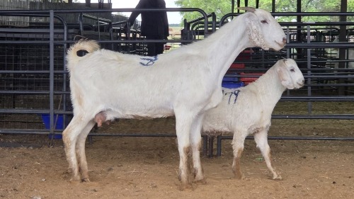 1+1 X SAVANNA DOE PAUL PIENNAAR
