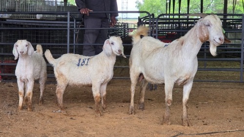 1+2 X SAVANNA DOE PAUL PIENNAAR