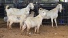 2+3 X SAVANNA DOE PAUL PIENNAAR (Pay per animal to take the lot)