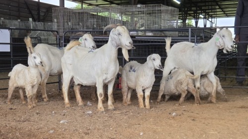 3+6 X SAVANNA DOE PAUL PIENNAAR (Pay per animal to take the lot)