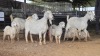 3+6 X SAVANNA DOE PAUL PIENNAAR (Pay per animal to take the lot)
