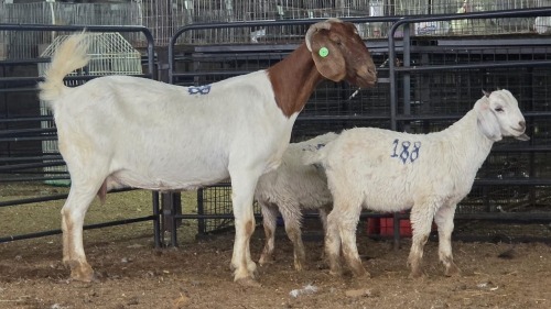 1+2 X BOER GOAT CROSS DOE PAUL PIENNAAR