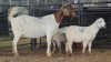 1+2 X BOER GOAT CROSS DOE PAUL PIENNAAR