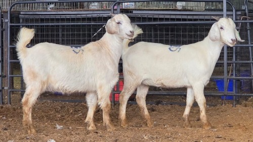 2 X SAVANNA DOE PAUL PIENNAAR (Pay per animal to take the lot)
