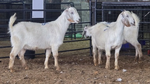 3 X SAVANNA DOE PAUL PIENNAAR (Pay per animal to take the lot)