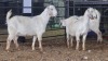 3 X SAVANNA DOE PAUL PIENNAAR (Pay per animal to take the lot)