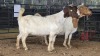 2 X BOER GOAT DOE PAUL PIENNAAR (Pay per animal to take the lot)