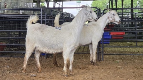 2 X SAVANNA DOE PAUL PIENNAAR (Pay per animal to take the lot)