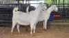 2 X SAVANNA DOE PAUL PIENNAAR (Pay per animal to take the lot)