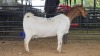 1 X BOER GOAT DOE PAUL PIENNAAR