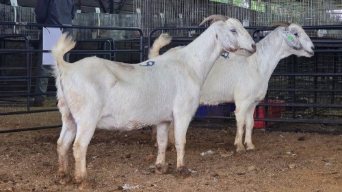 2 X SAVANNA DOE PAUL PIENNAAR (Pay per animal to take the lot)