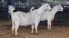 2 X SAVANNA DOE PAUL PIENNAAR (Pay per animal to take the lot)