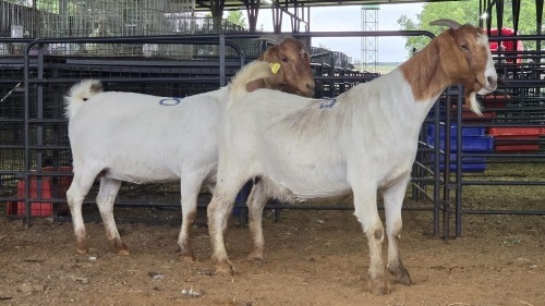 2 X BOER GOAT DOE PAUL PIENNAAR (Pay per animal to take the lot)