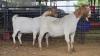 2 X BOER GOAT DOE PAUL PIENNAAR (Pay per animal to take the lot)