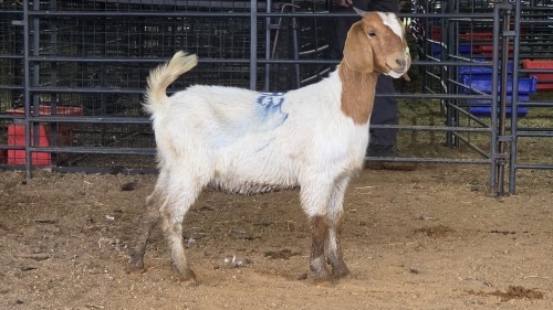 1 X BOER GOAT DOE PAUL PIENNAAR