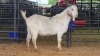 1 X SAVANNA BUCK PAUL PIENNAAR