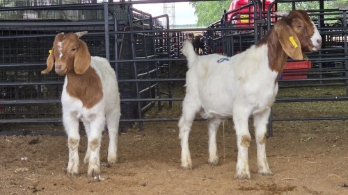 2 X BOER GOAT BUCK SITBA BOERDERY (Pay per animal to take the lot)
