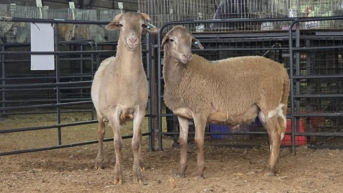 2 X MEATMASTER RAM J. RICHTER (Pay per animal to take the lot)