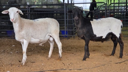 2 X MEATMASTER RAM J. RICHTER (Pay per animal to take the lot)