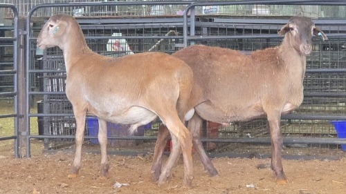 2 X MEATMASTER RAM J. RICHTER (Pay per animal to take the lot)
