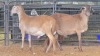 2 X MEATMASTER RAM J. RICHTER (Pay per animal to take the lot)