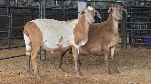2 X MEATMASTER RAM J. RICHTER (Pay per animal to take the lot)