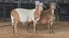 2 X MEATMASTER RAM J. RICHTER (Pay per animal to take the lot)