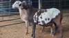 2 X MEATMASTER RAM J. RICHTER (Pay per animal to take the lot)
