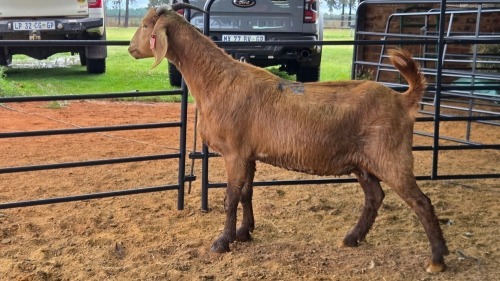 1 X KALAHARI RED DOE ROOIBUFFEL BOERDERY