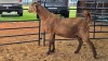 1 X KALAHARI RED DOE ROOIBUFFEL BOERDERY