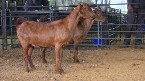 2 X KALAHARI RED DOE ROOIBUFFEL BOERDERY (Pay per animal to take the lot)