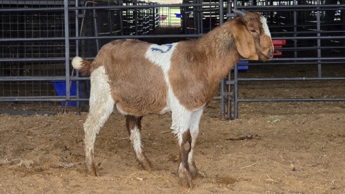 1 X BOER GOAT BUCK ROOIBUFFEL BOERDERY