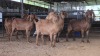 5 X KALAHARI RED DOE ROOIBUFFEL BOERDERY (Pay per animal to take the lot)