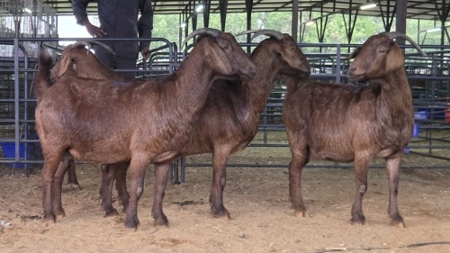 4 X KALAHARI RED DOE ROOIBUFFEL BOERDERY (Pay per animal to take the lot)