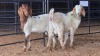 2 X BOER GOAT BUCK & DOE ROOIBUFFEL BOERDERY (Pay per animal to take the lot)