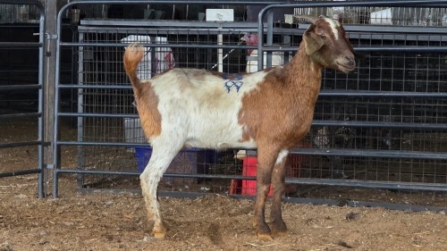 1 X BOER GOAT CROSS DOE ROOIBUFFEL BOERDERY