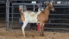 1 X BOER GOAT CROSS DOE ROOIBUFFEL BOERDERY