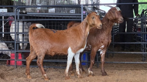 2 X BOER GOAT CROSS DOE ROOIBUFFEL BOERDERY (Pay per animal to take the lot)