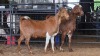 2 X BOER GOAT CROSS DOE ROOIBUFFEL BOERDERY (Pay per animal to take the lot)