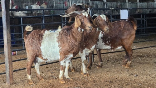 3 X BOER GOAT CROSS DOE ROOIBUFFEL BOERDERY (Pay per animal to take the lot)