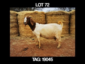 1 X BOERBOK OOI/EWE MYL 50 BOER GOAT & KALAHARI RED STUD - STOET/STUD